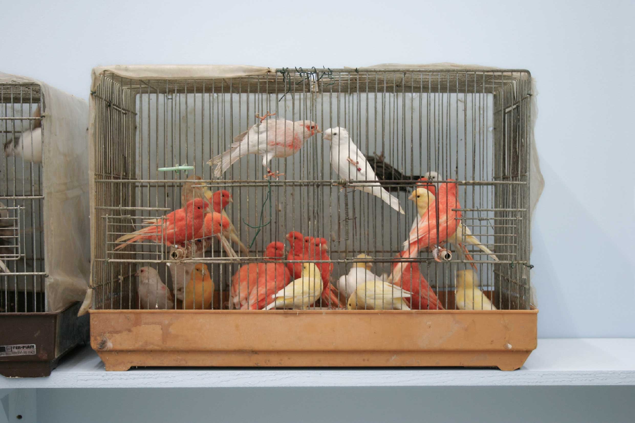 alex-hanimann-installation-birdwatching-iii-1