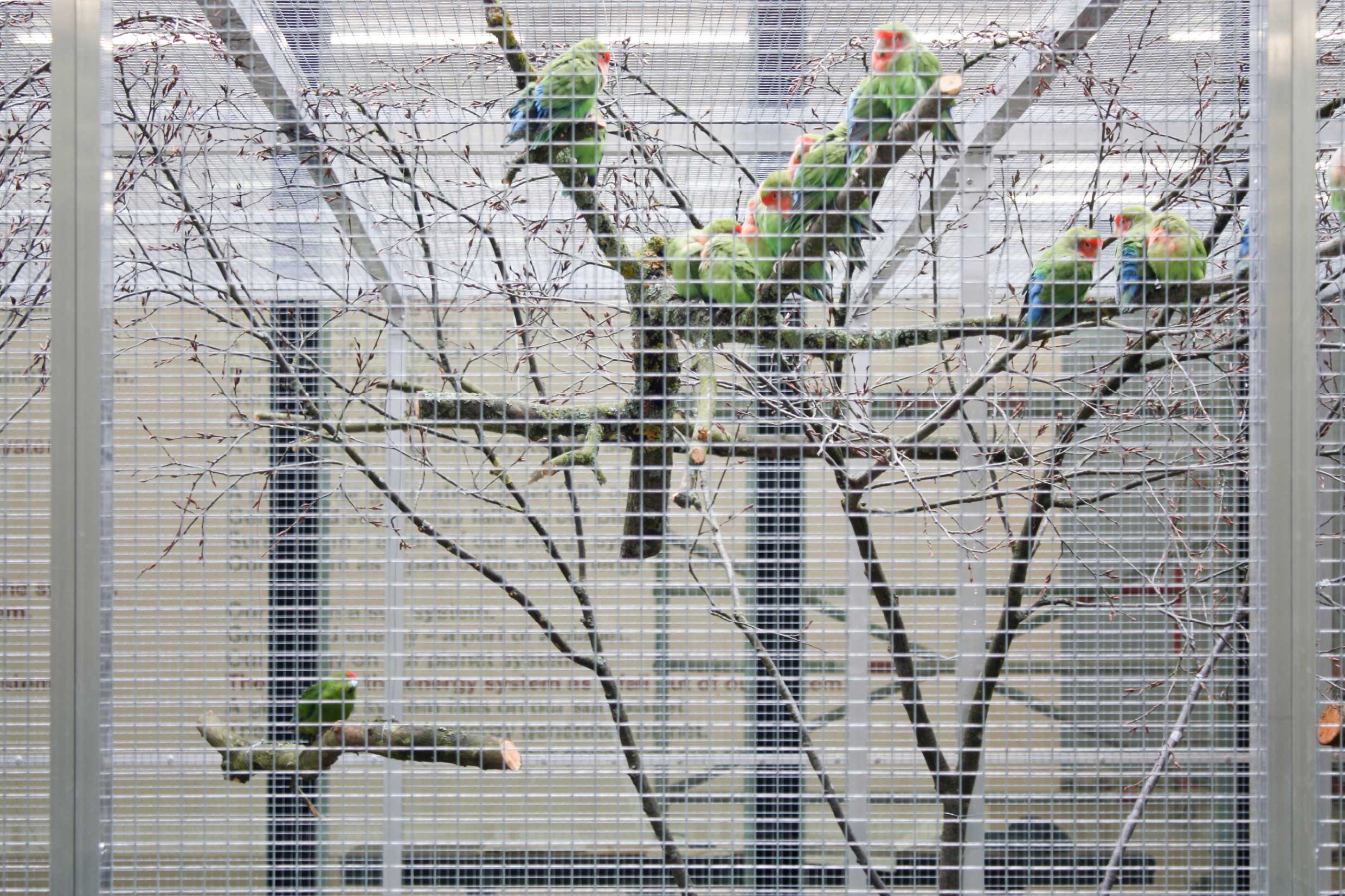 alex-hanimann-installation-birdwatching-v-7
